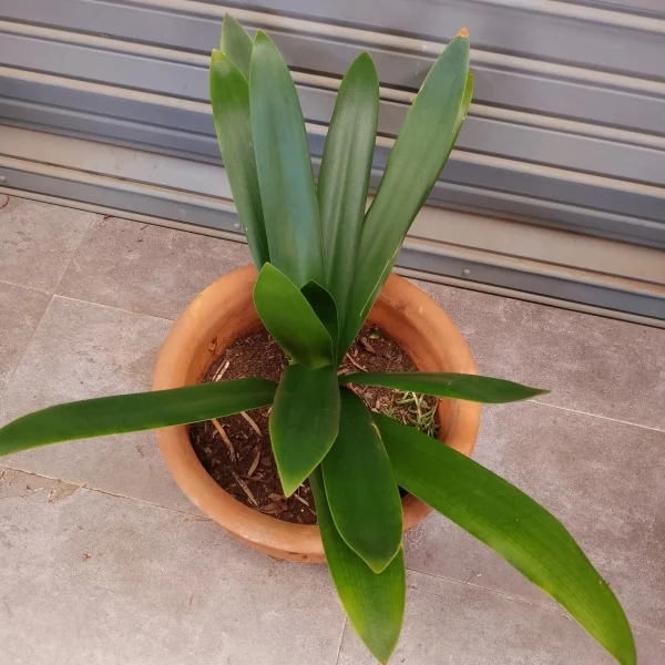 Clivia Miniata - Clay pot, not painted Medium Pot Size