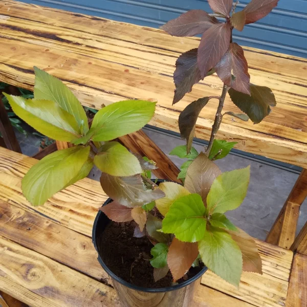 Copper leaf / Jacob's coat - Black planter Small Pot Size