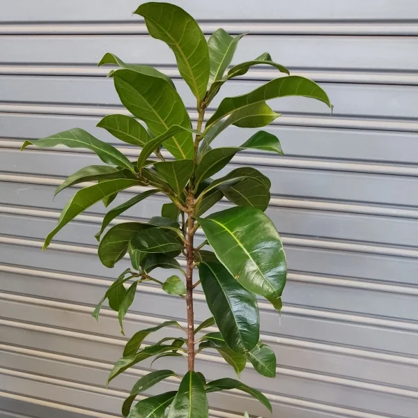 Fiddle Leaf tree - White planter Extra Large Pot Size