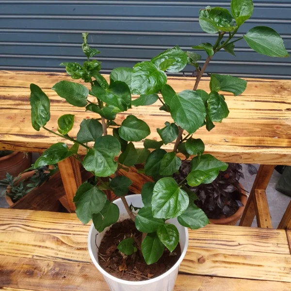 Hibiscus Plant - White Planter Small Pot Size