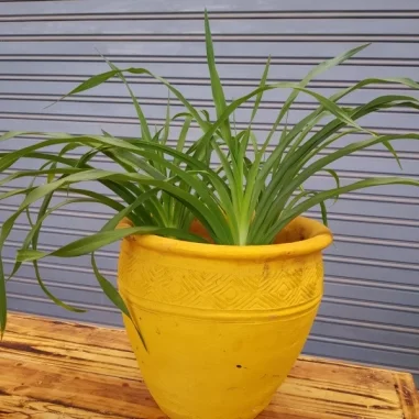 African Lily - Clay pot, painted yellow Small Pot Size