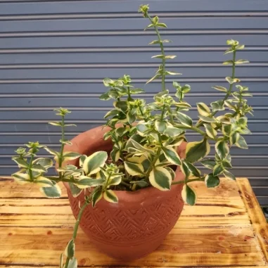 Comet crassula - Clay pot, not painted Small Pot Size