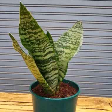 Dwarf snake plant - Green planter Very small Pot Size