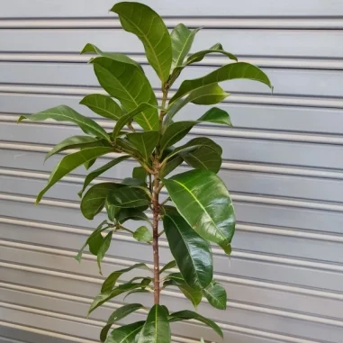 Fiddle Leaf tree - White planter Extra Large Pot Size