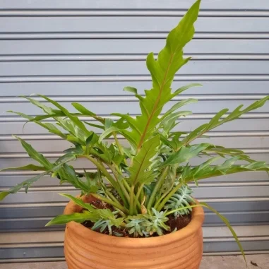 Philodendron split leaf - Clay Pot, Not Painted Extra Large Pot Size