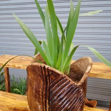 Walking Iris - Clay pot, painted mahogany Medium Pot Size