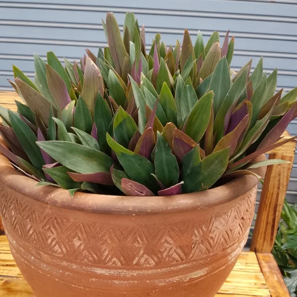 Oyster Plant / Tradescantia Spathecea - Clay Pot, Not Painted Medium Pot Size