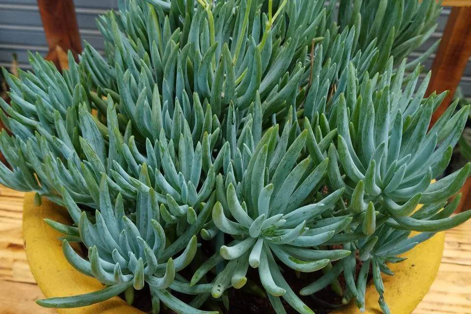 Potted Plants for Hire 